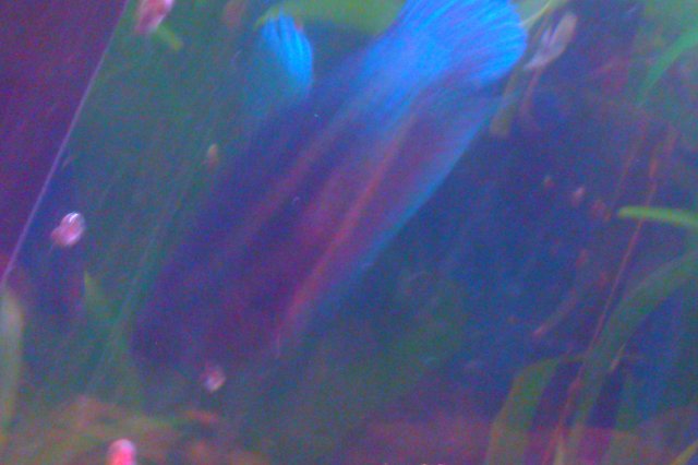 IMAG0098.jpg