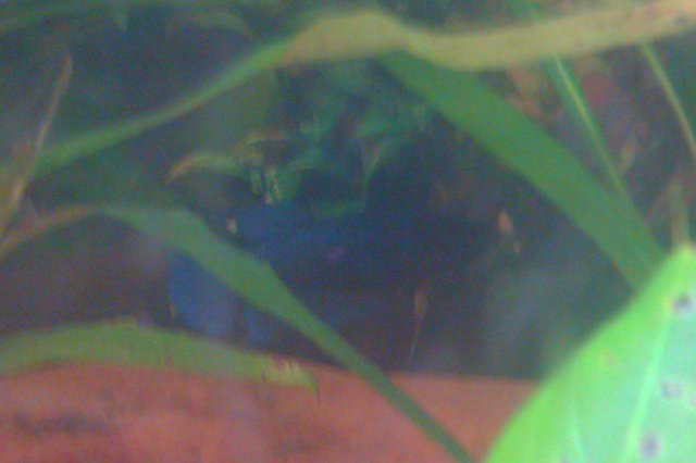 IMAG0097.jpg