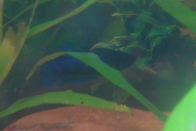 IMAG0096.jpg