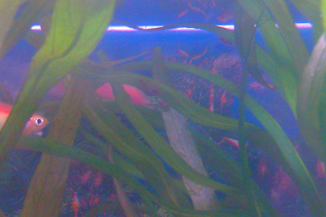 IMAG0095.jpg
