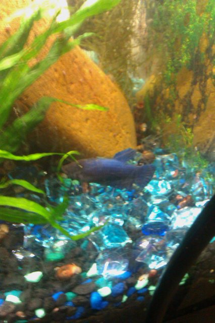 IMAG0818.jpg