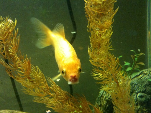 goldfish nose 1.JPG