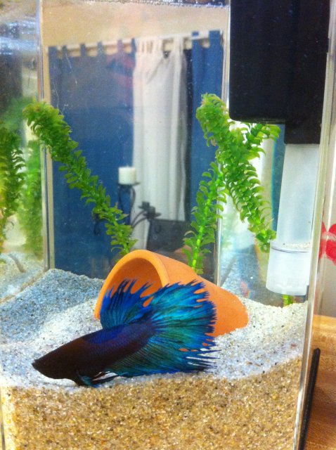 IMG_0784.JPG IMG_0784.JPG