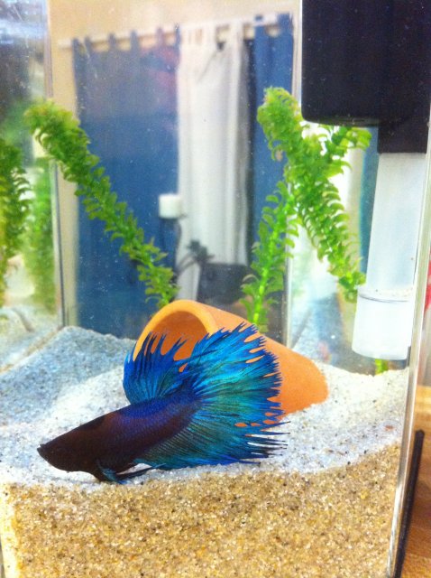 IMG_0785.JPG IMG_0785.JPG