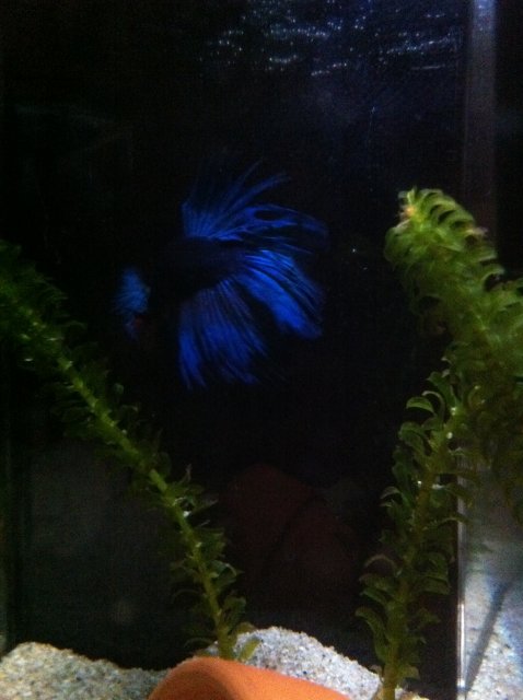 IMG_0786.JPG IMG_0786.JPG