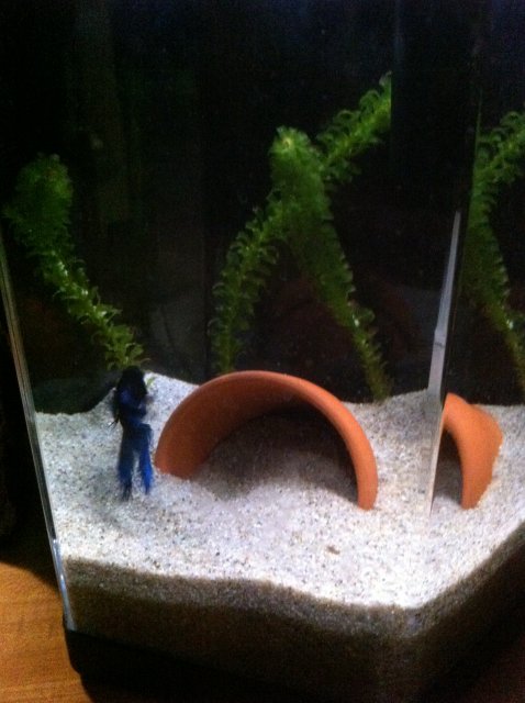 IMG_0797.JPG IMG_0797.JPG