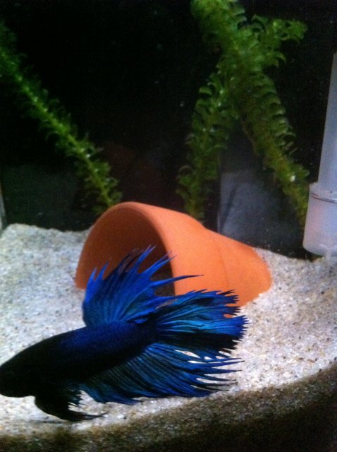 IMG_0808.JPG IMG_0808.JPG