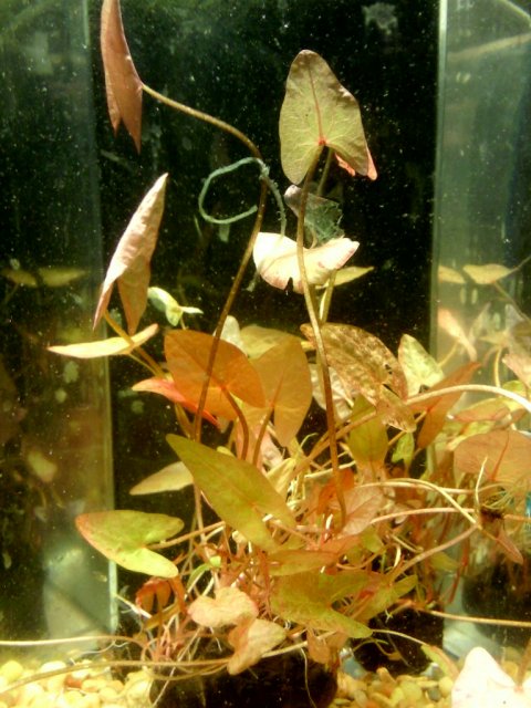 red plant.jpg