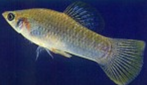 Screen shot 2010-10-29 at 6.37.39 PM.png