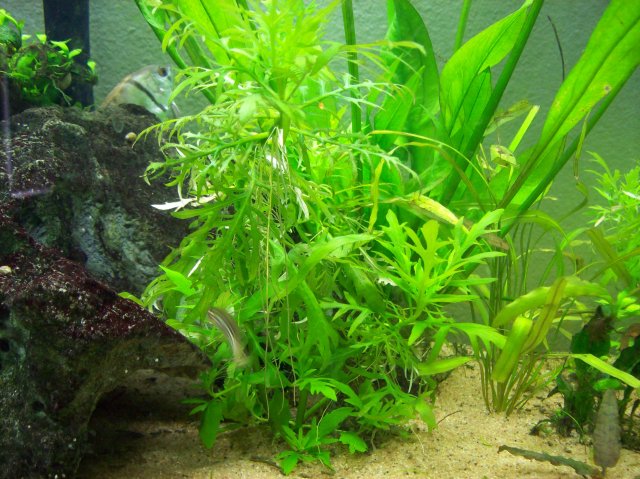 100_2382.JPG