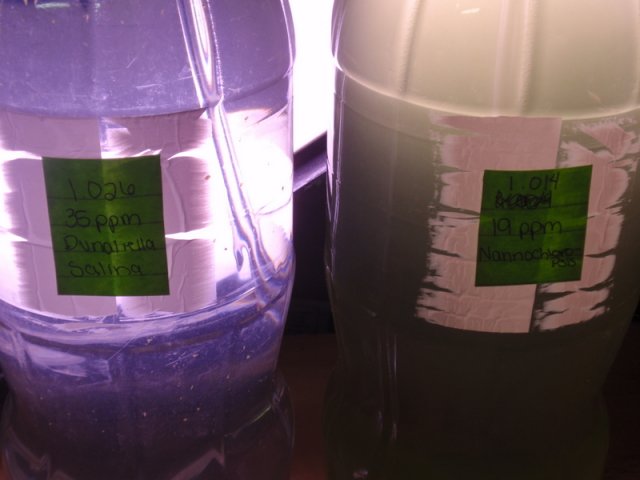 Phytoplankton_110110.jpg