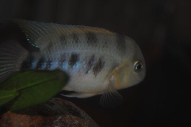 Cutteri Back Shot.JPG
