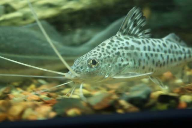 fish 045.JPG