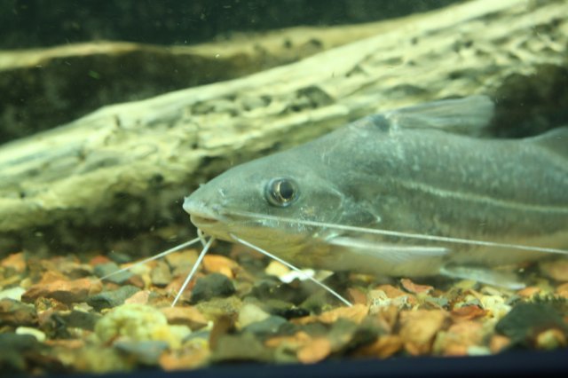 fish 037.JPG