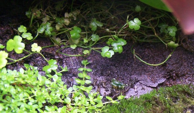 hydrocotyle sibthorpioides.jpeg