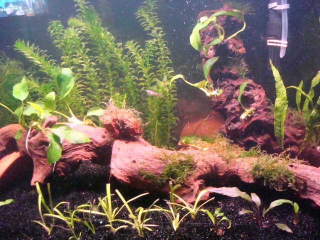 3-19-10dump 053.jpg 3-19-10dump 053.jpg