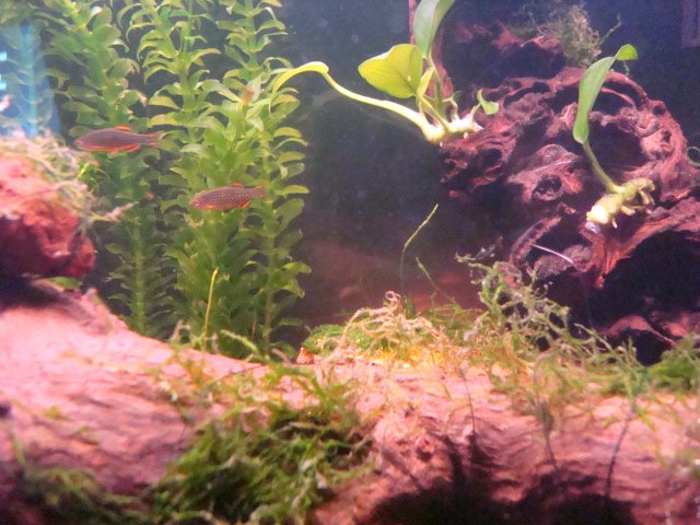 3-19-10dump 049.jpg 3-19-10dump 049.jpg