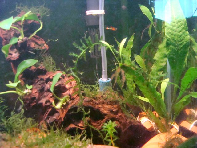 3-19-10dump 064.jpg 3-19-10dump 064.jpg