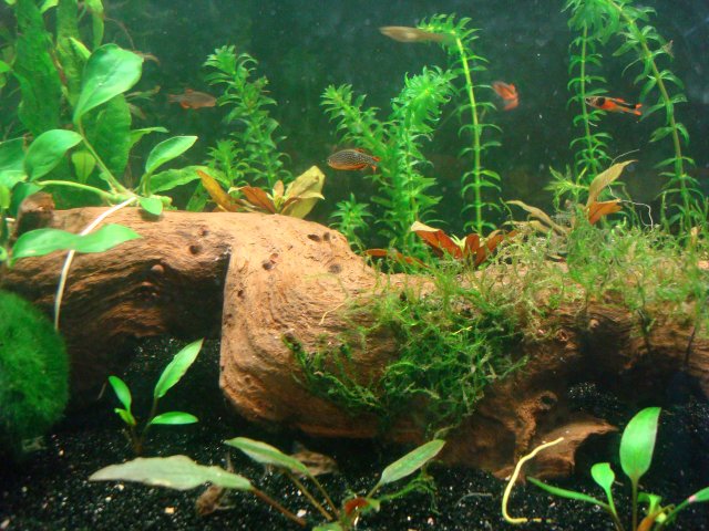 04-14-10 dump 009.jpg 04-14-10 dump 009.jpg