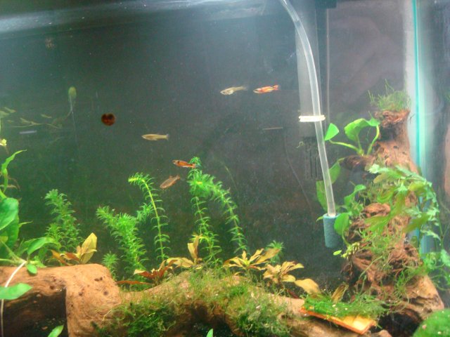 04-14-10 dump 006.jpg 04-14-10 dump 006.jpg