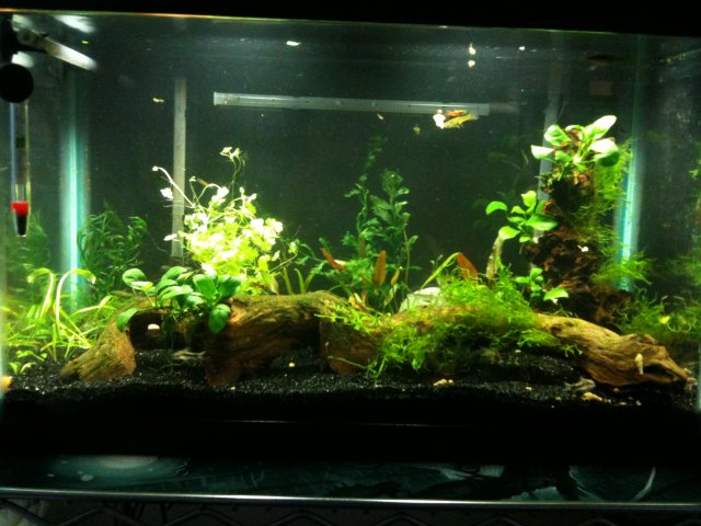 Fish 006.jpg Fish 006.jpg