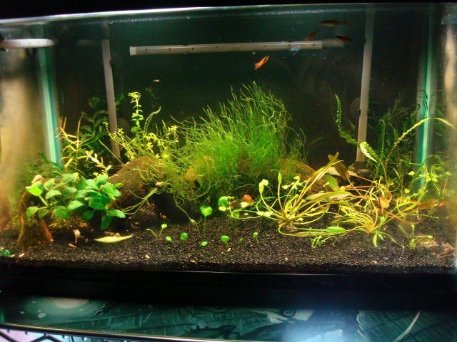 090610 digicam 085.jpg 090610 digicam 085.jpg