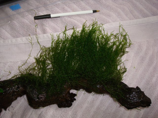 110210 dump 029.jpg 110210 dump 029.jpg