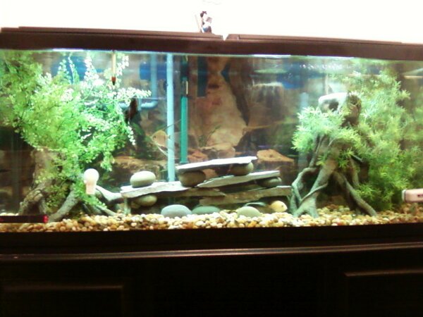 the 55 as of april 2009.jpg