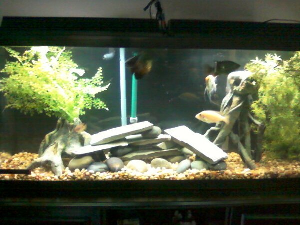 cichlid before.jpg