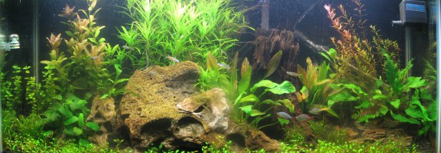 COMPLETE TANK APR 27B.jpg