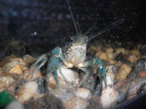 blue cray.jpg