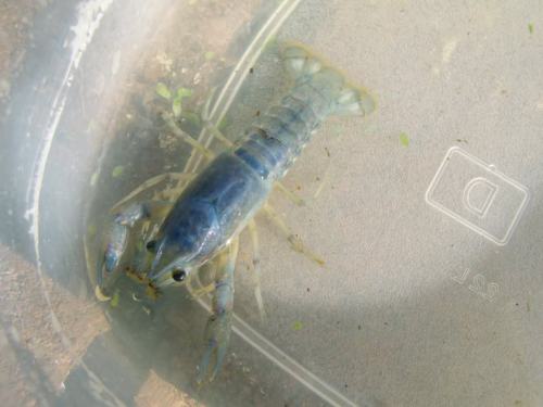 blue cray2.jpg