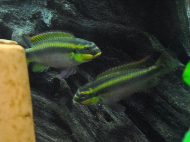 FemaleTaeniatus110510.JPG