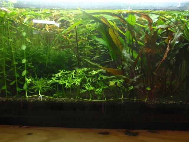OtoHome_110610.jpg