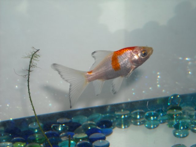 DSCN2266.jpg