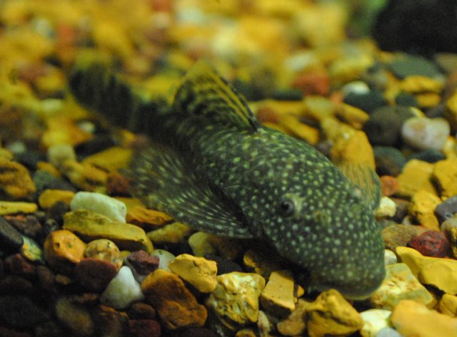 bristlenose1.JPG