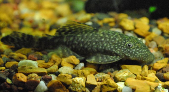 Bristlenose2.JPG