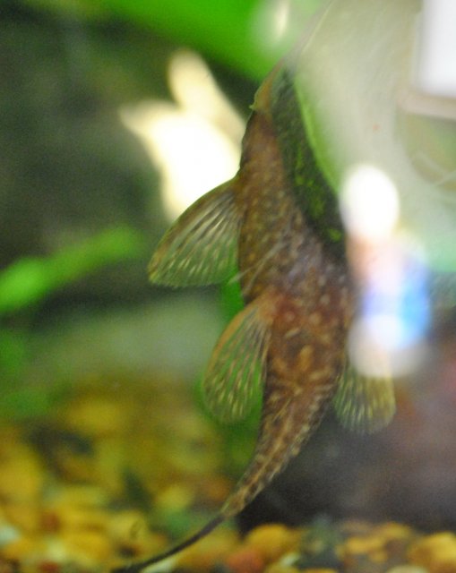 bristlenose3.JPG