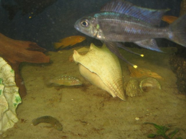 boop and gobies.JPG boop and gobies.JPG