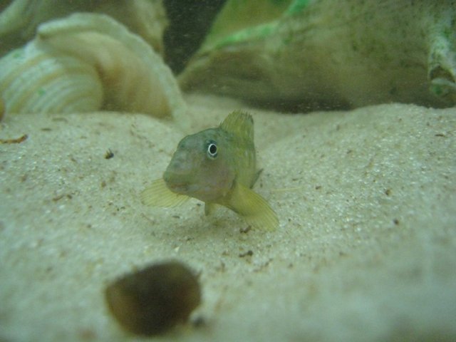 goby (2)sm.JPG goby (2)sm.JPG