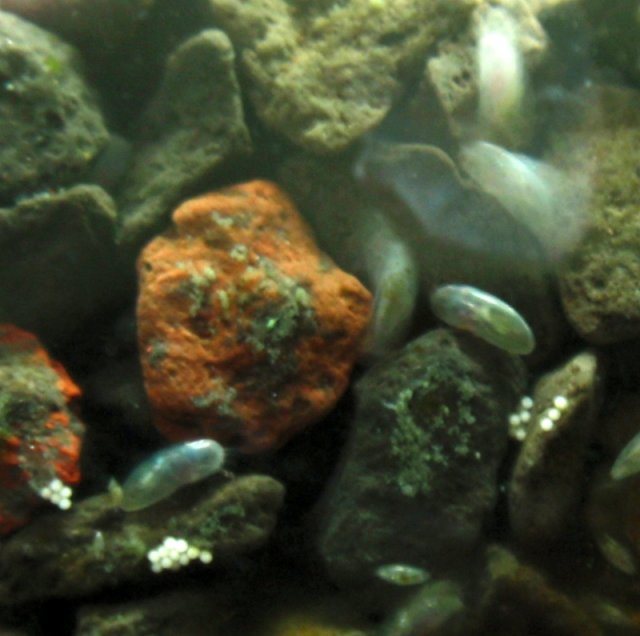 AquaticRoaches.jpg