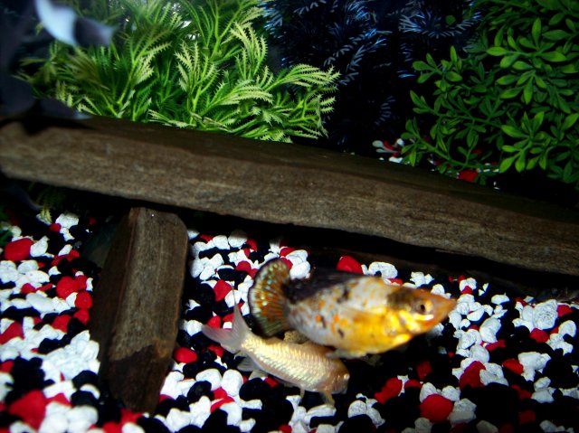 100_2521.JPG