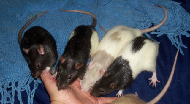 101_2601 modified.jpg