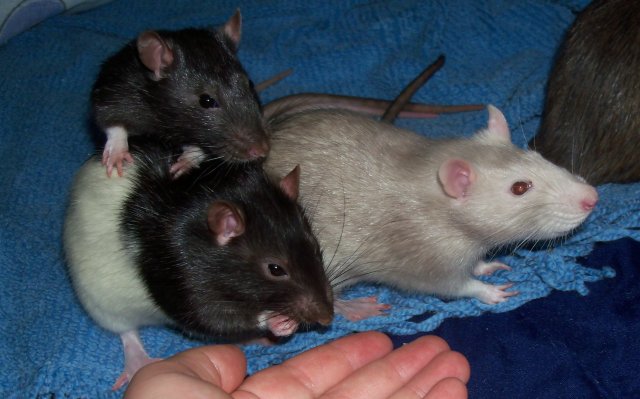 101_2583 modified.jpg