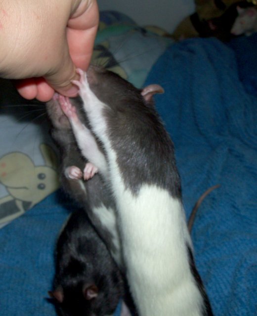 101_2558 modified.jpg