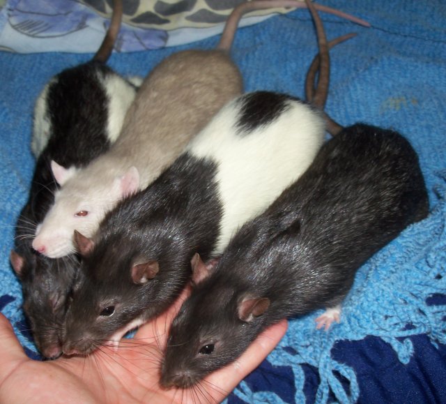 101_2553 modified.jpg