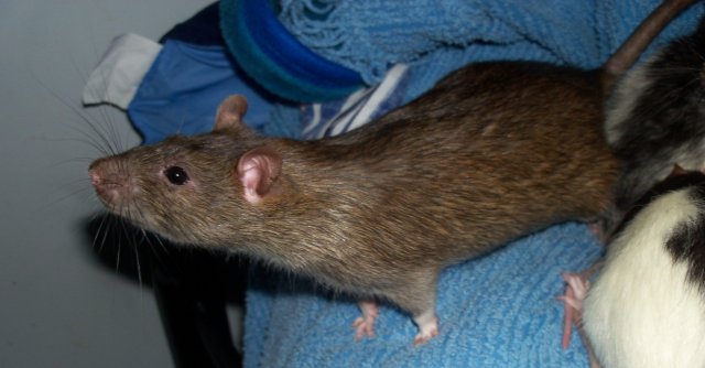 101_2511 modified.jpg