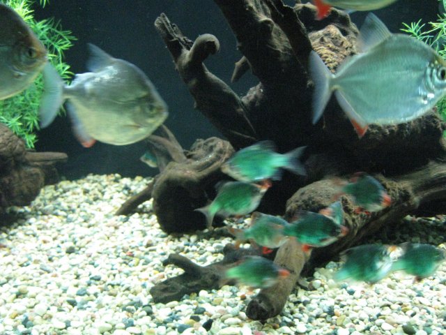 IMG_1266.JPG