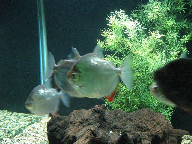 IMG_1267.JPG