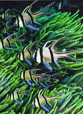 01st_B_Bangai Cardinal Fish_Kevin Roland b.jpg